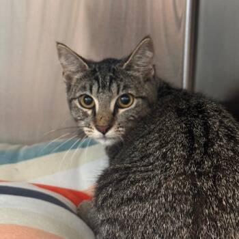 Dorothy -  Domestic Short Hair Cat for Adoption in Tampa, Florida - Dorothy | PetCurious