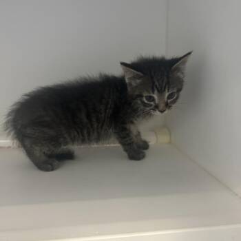 Petunia -  Domestic Short Hair Cat for Adoption in Greensboro, North Carolina - Petunia | PetCurious