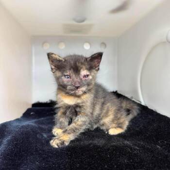 Domestic Short Hair Cats Available for Adoption in Bastrop, Texas - Mabeline 26-05-128 | PetCurious