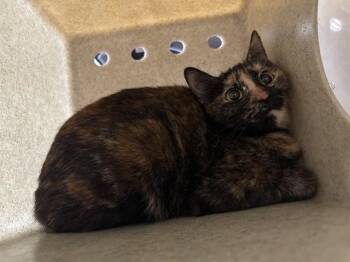 Domestic Short Hair Cats Available for Adoption in Oklahoma City, Oklahoma - A474132 | PetCurious