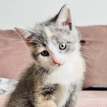 Domestic Short Hair Cats Available for Adoption in Brownsboro, Alabama - Pansy | PetCurious