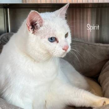 Spirit -  Domestic Medium Hair Cat for Adoption in Madisonville, Tennessee - Spirit | PetCurious