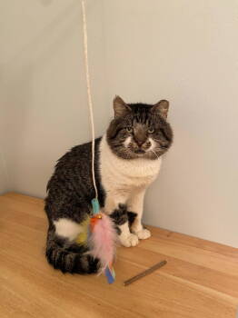 Rescue Domestic Short Hair Cats for Adoption in Minneapolis, Minnesota - Bob(cat) | PetCurious