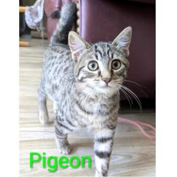 Rescue Tabby Cats for Adoption in Millcreek, Utah - Pigeon | PetCurious