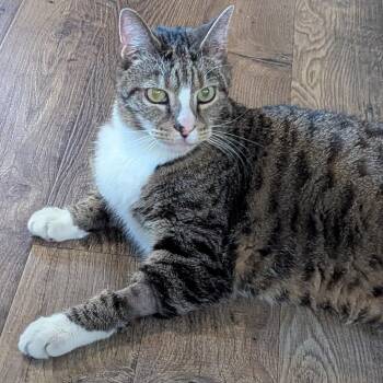 Mako15FS -  Domestic Short Hair Cat for Adoption in Youngsville, North Carolina - Mako15FS | PetCurious