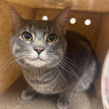 Omar Benson -  Domestic Short Hair Cat for Adoption in Reno, Nevada - Omar Benson | PetCurious