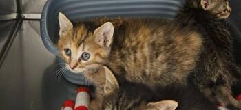 Jones Kitten 3(Quincy) -  American Shorthair Cat for Adoption in Mocksville, North Carolina - Jones Kitten 3(Quincy) | PetCurious