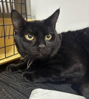 Unknown Prune -  Domestic Short Hair Cat for Adoption in West Chester, Pennsylvania - Unknown Prune | PetCurious