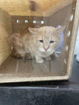 Domestic Medium Hair Cats Available for Adoption - BABY CAT | PetCurious