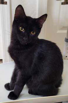 Goumi Berri -  Domestic Short Hair and Tabby Cat for Adoption in Chandler, Arizona - Goumi Berri | PetCurious