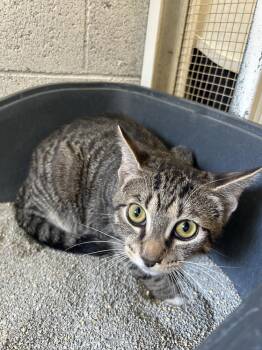 Domestic Short Hair Cats Available for Adoption in Ontario, California - Bale | PetCurious