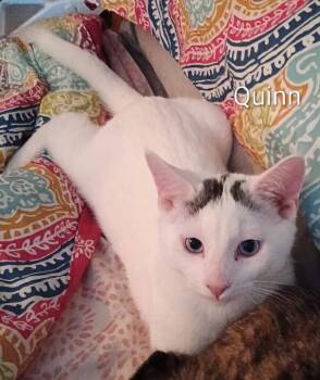 Domestic Short Hair Cats Available for Adoption - Quinn | PetCurious