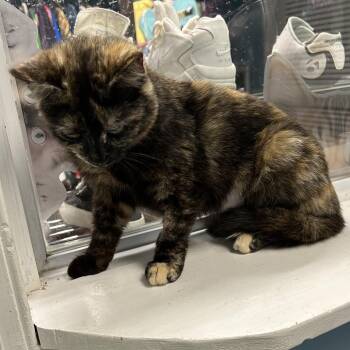 Domestic Short Hair Cats Available for Adoption in Brownsboro, Alabama - Zingo | PetCurious