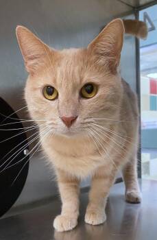 Dandi A219754 -  Domestic Short Hair Cat for Adoption in Plano, Texas - Dandi A219754 | PetCurious