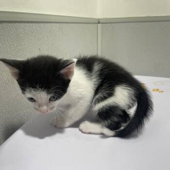 Domestic Short Hair Cats Available for Adoption in Tampa, Florida - Raymond | PetCurious