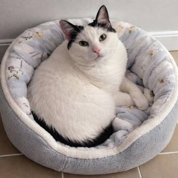 Lulu -  Tuxedo and Domestic Short Hair Cat for Adoption in Hillsboro, Texas - Lulu | PetCurious