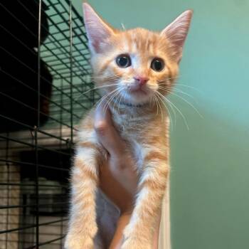 Bridgeburner -  Domestic Short Hair Cat for Adoption in Fredericksburg, Virginia - Bridgeburner | PetCurious