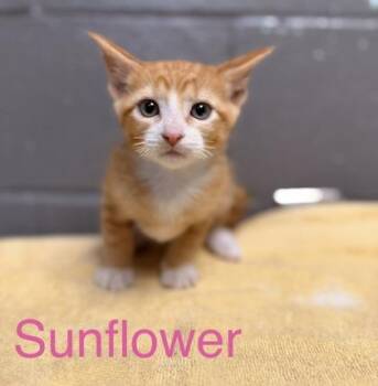 Sunflower -  Domestic Short Hair Cat for Adoption in Fort Worth, Texas - Sunflower | PetCurious