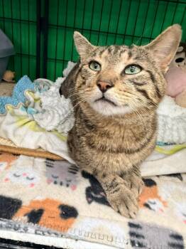 Brian Setzer -  Domestic Short Hair Cat for Adoption in Cleveland, Ohio - Brian Setzer | PetCurious