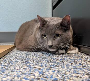 Domestic Short Hair Cats Available for Adoption - Obeie | PetCurious