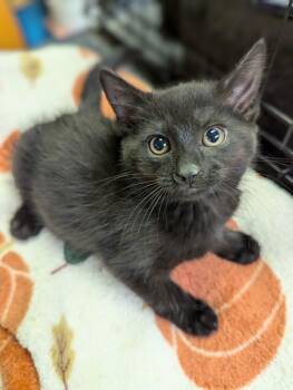 Rescue Domestic Short Hair Cats for Adoption in Breinigsville, Pennsylvania - Gritty | PetCurious