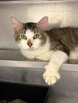 Cashew -  Domestic Short Hair Cat for Adoption in Bossier City, Louisiana - Cashew | PetCurious