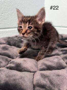 Domestic Short Hair Cats Available for Adoption in Spruce Pine, North Carolina - Gym Bro | PetCurious