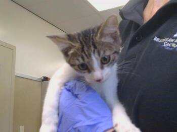 A928282 -  Domestic Short Hair Cat for Adoption in Sacramento, California - A928282 | PetCurious