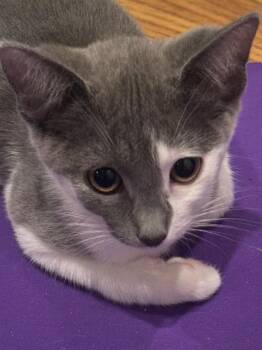 RASCAL -  Domestic Short Hair Cat for Adoption in San Jose, California - RASCAL | PetCurious