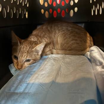 Orangesicle Harley -  Domestic Short Hair Cat for Adoption in Woodstock, Virginia - Orangesicle Harley | PetCurious