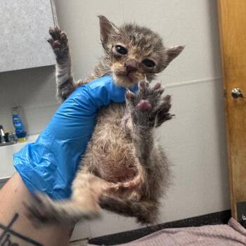 Merlin -  Domestic Short Hair Cat for Adoption in Columbiana, Alabama - Merlin | PetCurious