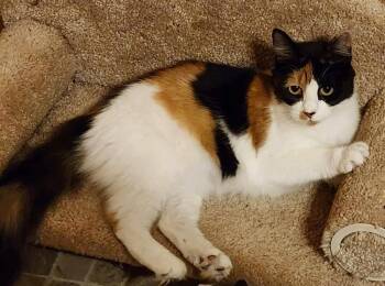 Chaka -  Domestic Medium Hair Cat for Adoption in Candler, North Carolina - Chaka | PetCurious