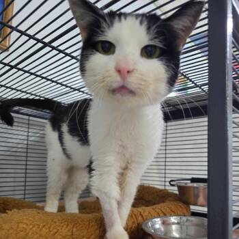 Mary Jane -  Domestic Medium Hair Cat for Adoption in Marble, North Carolina - Mary Jane | PetCurious