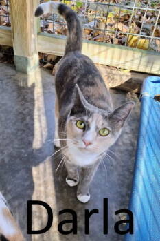 Rescue Dilute Calico and Domestic Short Hair Cats for Adoption in Mountain View, Arkansas - Darla | PetCurious