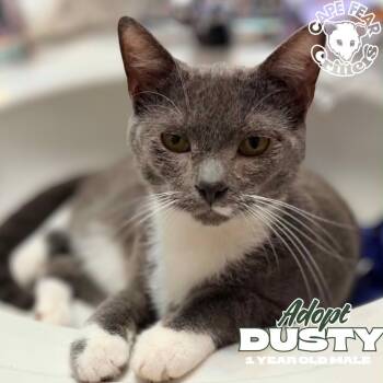 Dusty -  Russian Blue Cat for Adoption in Wilmington, North Carolina - Dusty | PetCurious