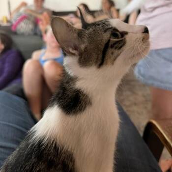 Sesame Street -  Domestic Short Hair Cat for Adoption in Redwood City, California - Sesame Street | PetCurious