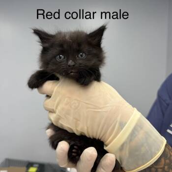 T-bone -  Domestic Short Hair Cat for Adoption in Watertown, New York - T-bone | PetCurious