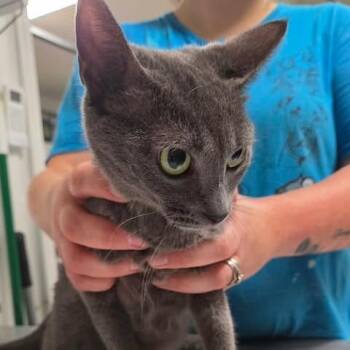 Barbie the Fruitbat -  Domestic Short Hair Cat for Adoption in Fredericksburg, Virginia - Barbie The Fruitbat | PetCurious