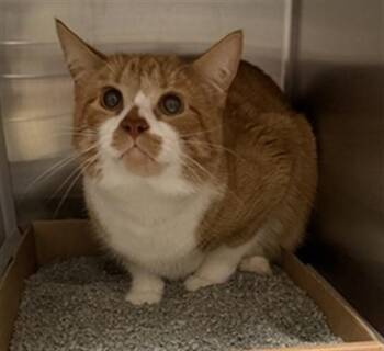 Domestic Short Hair Cats Available for Adoption in St. Louis, Missouri - PHEONIX | PetCurious