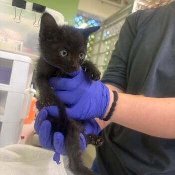 Max -  Domestic Short Hair Cat for Adoption in St. Helena, California - Max | PetCurious