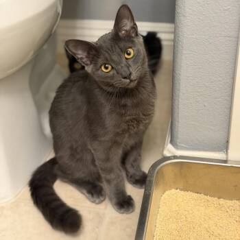Mango Habanero -  Domestic Short Hair Cat for Adoption in Las Vegas, Nevada - Mango Habanero | PetCurious
