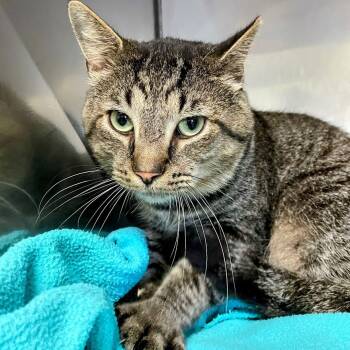 Rescue Domestic Short Hair Cats for Adoption in Lyndhurst, Virginia - Raccoon | PetCurious