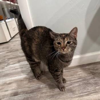 Dottie -  Domestic Short Hair Cat for Adoption in Greensburg, Pennsylvania - Dottie | PetCurious