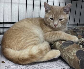 Daytona -  Domestic Short Hair Cat for Adoption in Youngstown, Ohio - Daytona | PetCurious