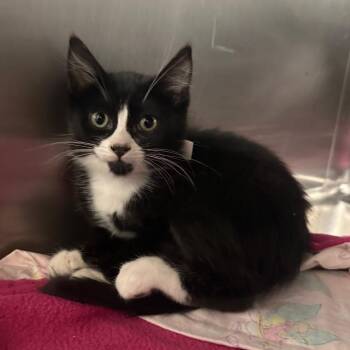 Kenya -  Domestic Short Hair Cat for Adoption in Spokane, Washington - Kenya | PetCurious