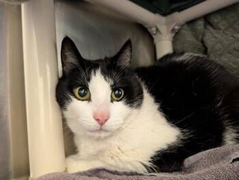 Domestic Short Hair Cats Available for Adoption in Westland, Michigan - Thomas | PetCurious