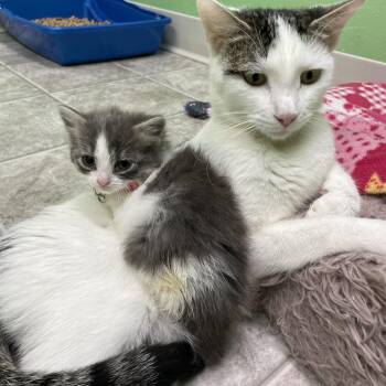 Flora -  Domestic Short Hair Cat for Adoption in Greenbelt, Maryland - Flora | PetCurious
