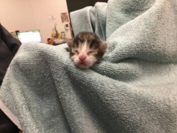 Domestic Long Hair Cats Available for Adoption in Thousand Palms, California - DART | PetCurious