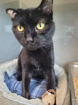 Rescue Domestic Short Hair Cats for Adoption in New Bern, North Carolina - FRIDAY Cat | PetCurious
