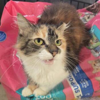 Jamie Lee -  Calico and Domestic Long Hair Cat for Adoption in Knoxville, Tennessee - Jamie Lee | PetCurious